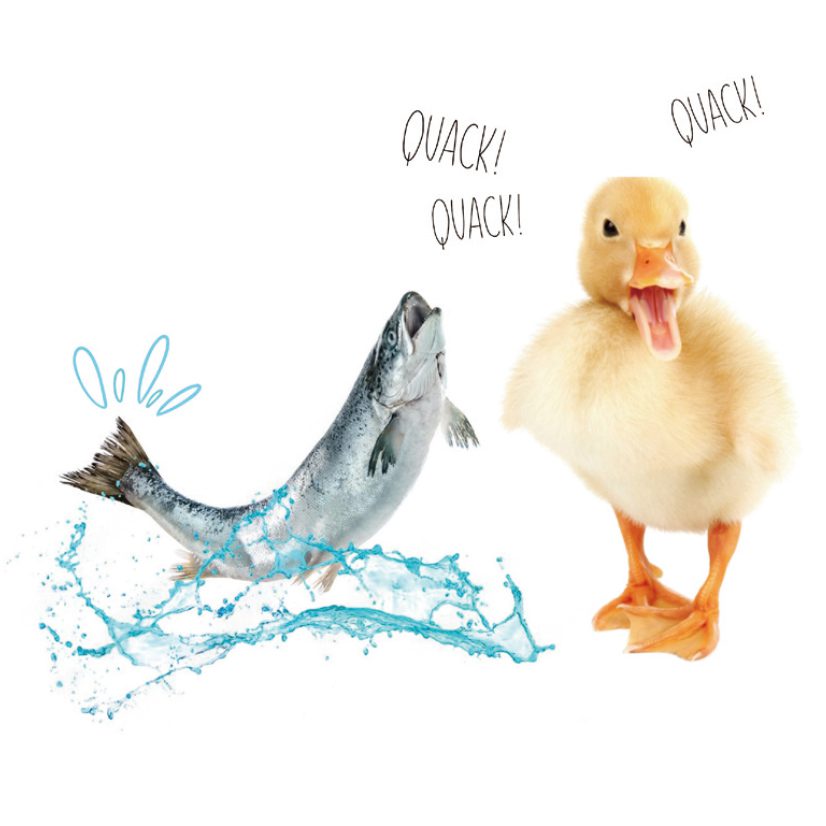 25_FishDucks 826