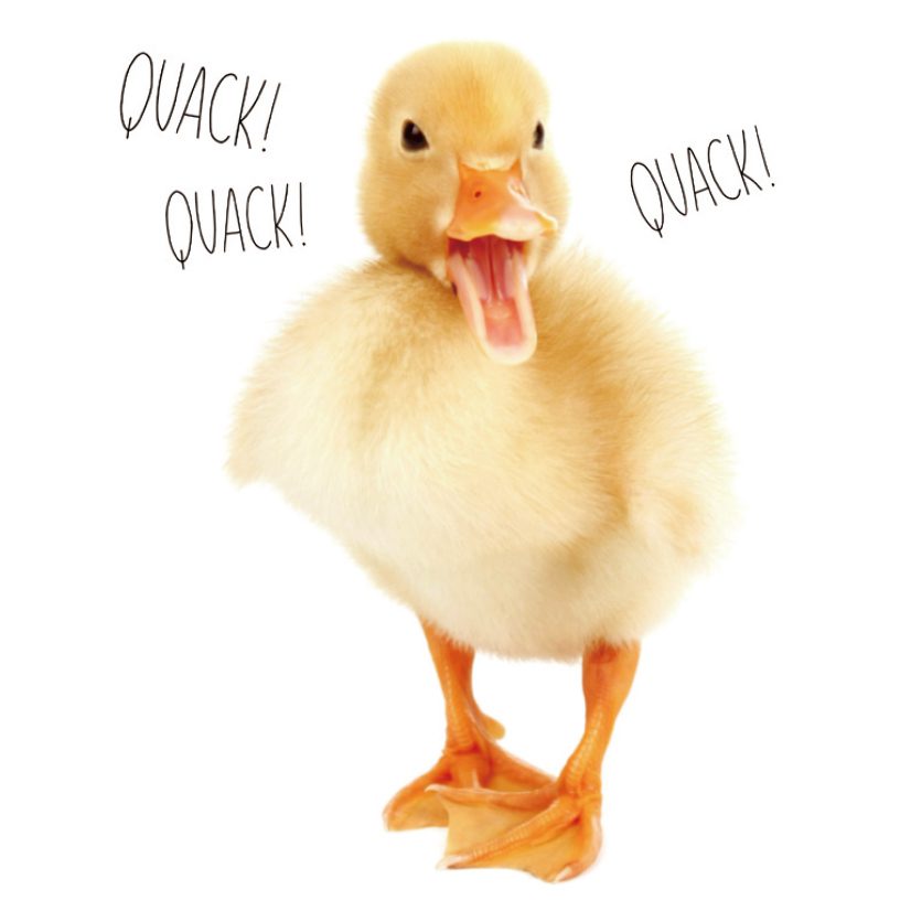 25_Ducks 826