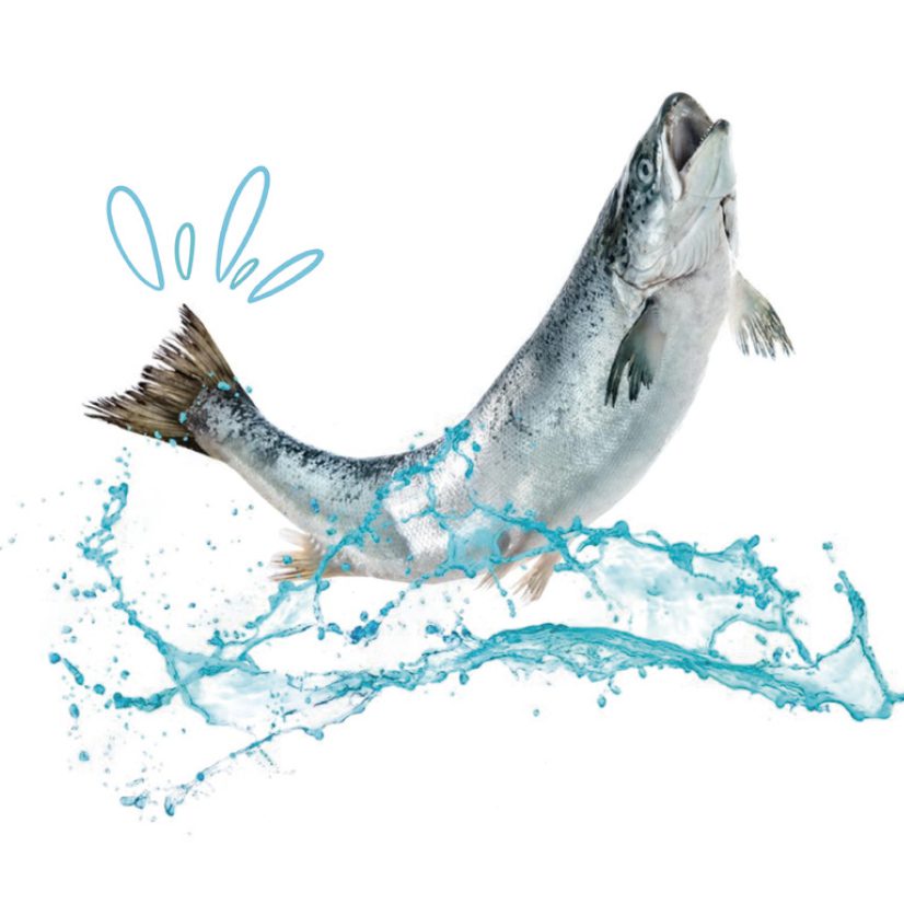 25_Fish 826